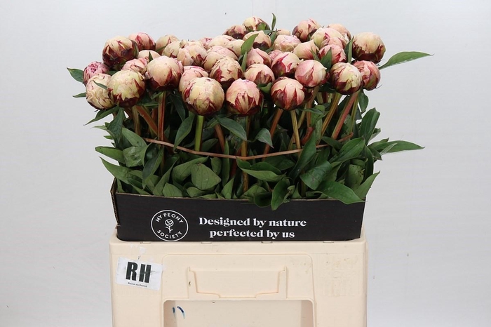 <h4>Paeonia Lact. Reine Hortense</h4>