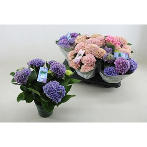 HYDR M MAG REVOLUTIO