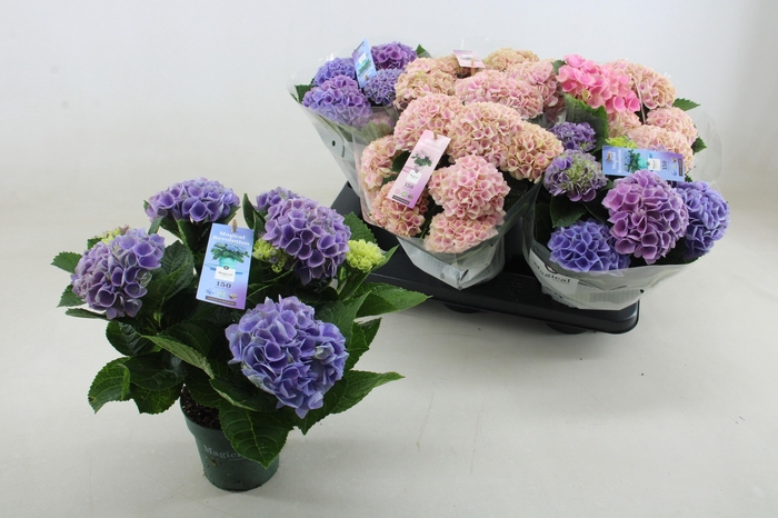 <h4>HYDR M MAG REVOLUTIO</h4>