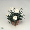DIANTHUS WHITE DINAH P9
