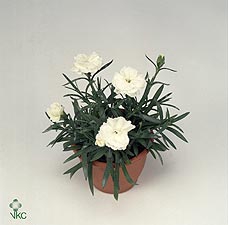 Dianthus P12 White TST