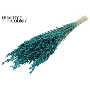 Avena Premium per bunch Turquoise