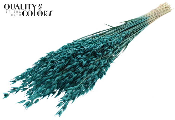 Avena Premium per bunch Turquoise