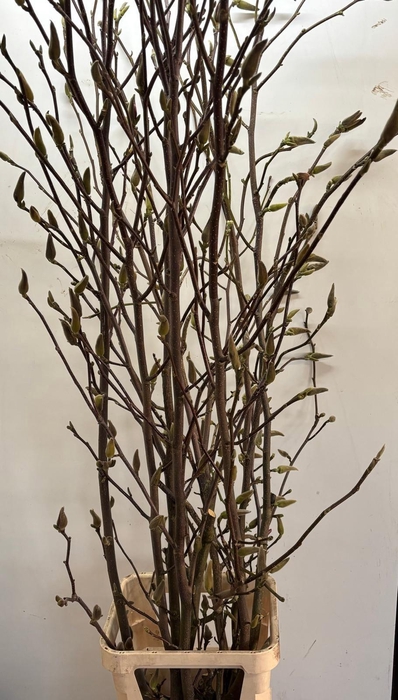 <h4>MAGNOLIA OV</h4>