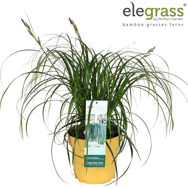 <h4>Carex 'Ribbon Falls' P23</h4>