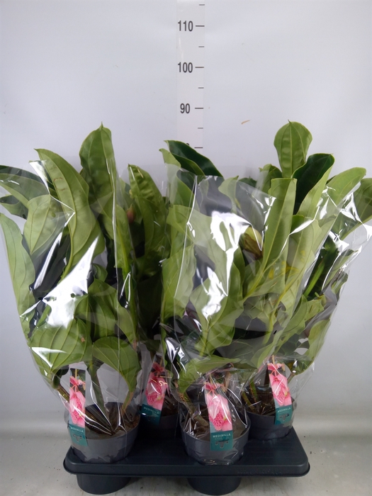 <h4>Medinilla magn.</h4>