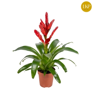 Vriesea Venga Rood (Zonder Hoes)