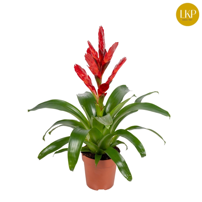 <h4>Vriesea Venga Rood (Zonder Hoes)</h4>