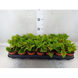 Pilea mollis 'Moon Valley'