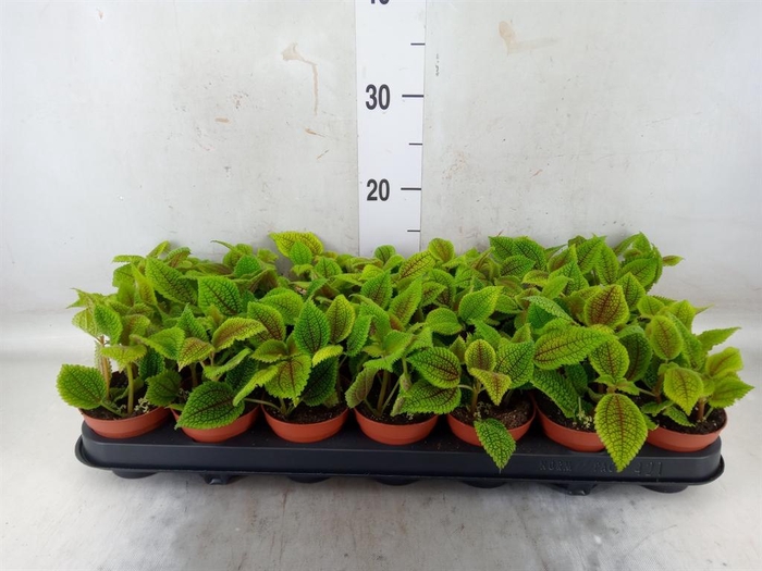 <h4>Pilea mollis 'Moon Valley'</h4>