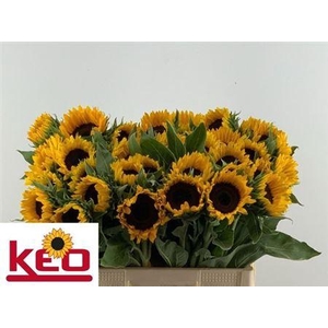 Helian An Sunrich Or