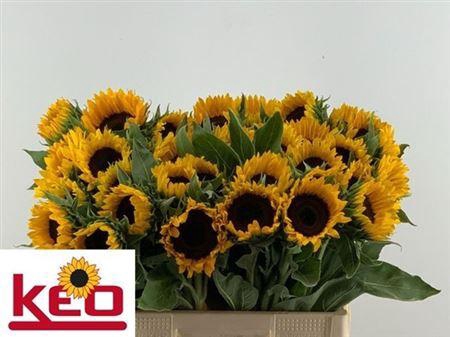 <h4>Helian An Sunrich Or</h4>