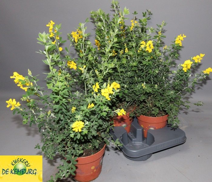 <h4>GENISTA X SP</h4>