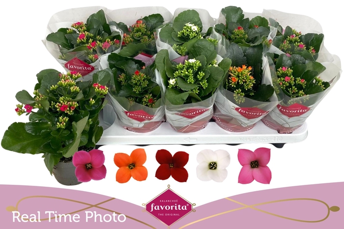 <h4>KAL EN GEM 5 KL</h4>