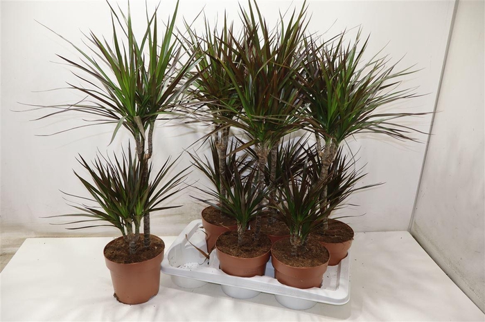 <h4>Dra Marg Magenta</h4>