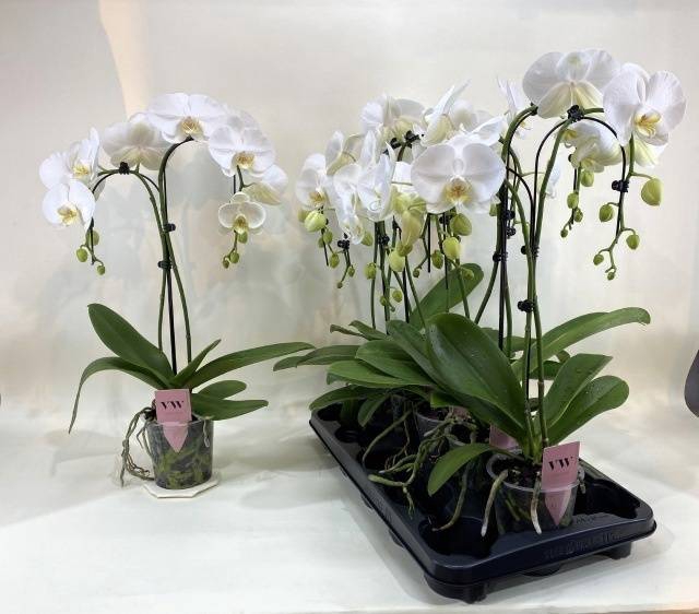 <h4>PHAL WHITE UMBRELLA 2 TAK</h4>
