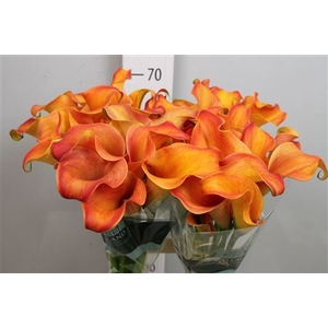 Zantedeschia  'Callista'