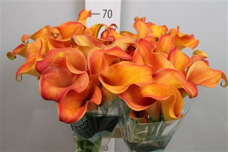 <h4>Zantedeschia  'Callista'</h4>