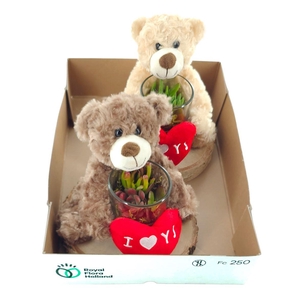 Arrangementen succulenten 6%