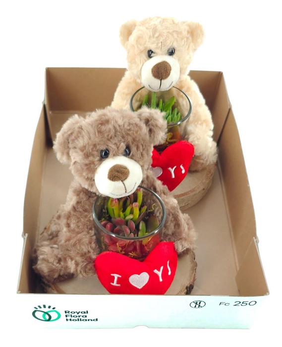 <h4>Arrangementen succulenten 6%</h4>