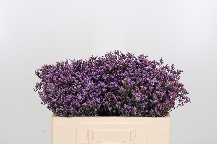 <h4>Lim Saf Pink Sky</h4>