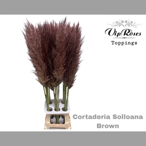 CORTADERIA SELLOANA BROWN