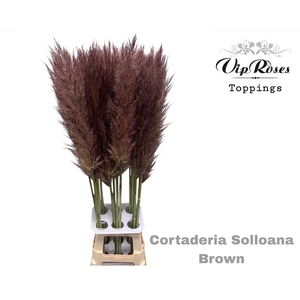 CORTADERIA SELLOANA BROWN