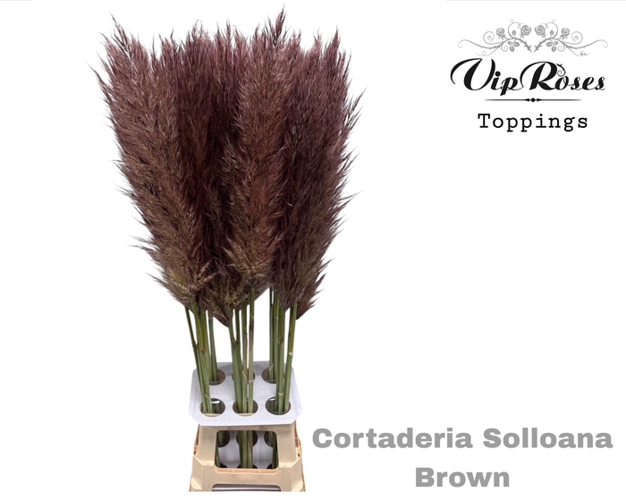 <h4>Cortaderia Selloana Brown</h4>