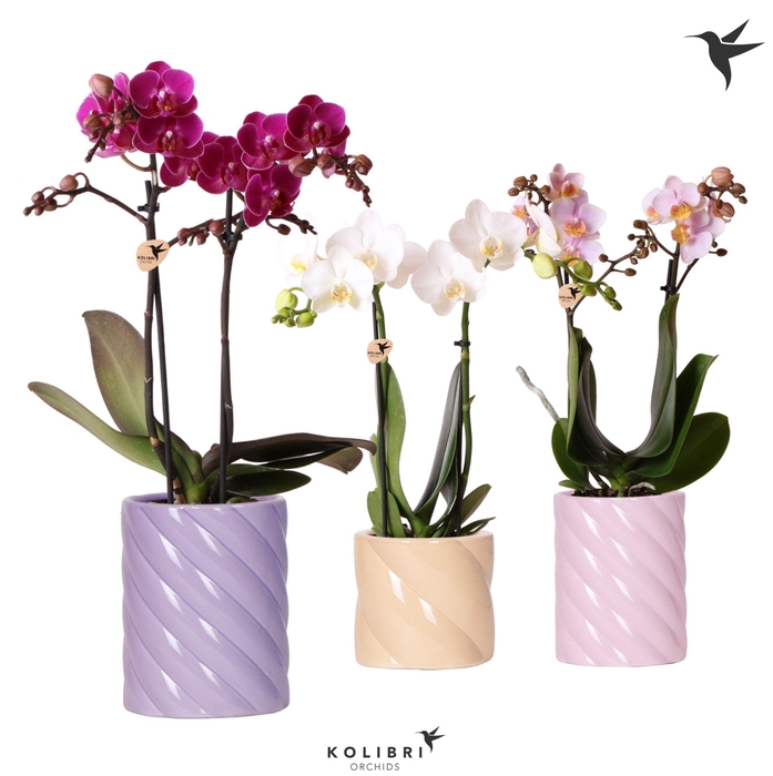 <h4>Kolibri Orchids Phalaenopsis mix 2 spike in Candy pot pink mix</h4>