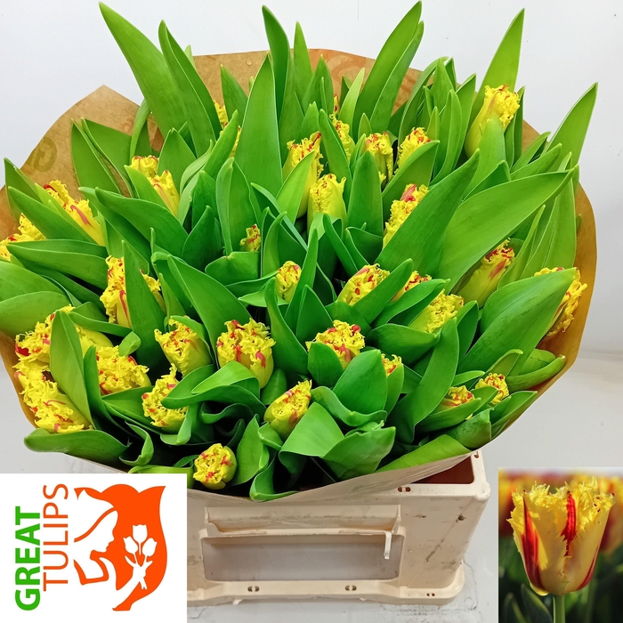 <h4>TU FR PHANTOM</h4>