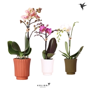 Kolibri Orchids Phalaenopsis Mix 1 spike in Retro pot mix