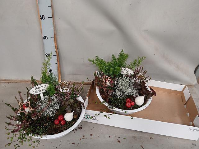 <h4>ARR TUINPLANTEN</h4>