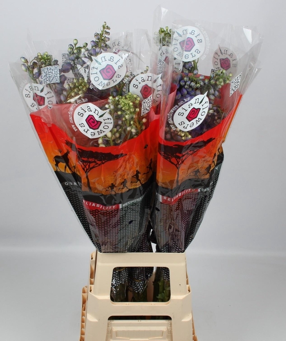 <h4>DELPH DU GUARD BLUE</h4>