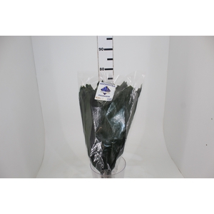 FOLHAGEM ASPIDISTRA ELATIOR 070 CM