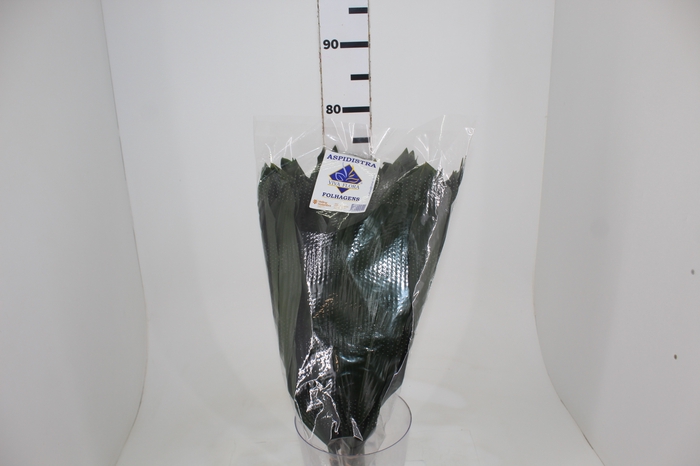 <h4>FOLHAGEM ASPIDISTRA ELATIOR 070 CM</h4>