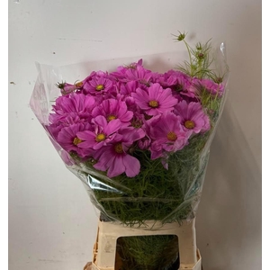 Cosmos Bipinnatus pink