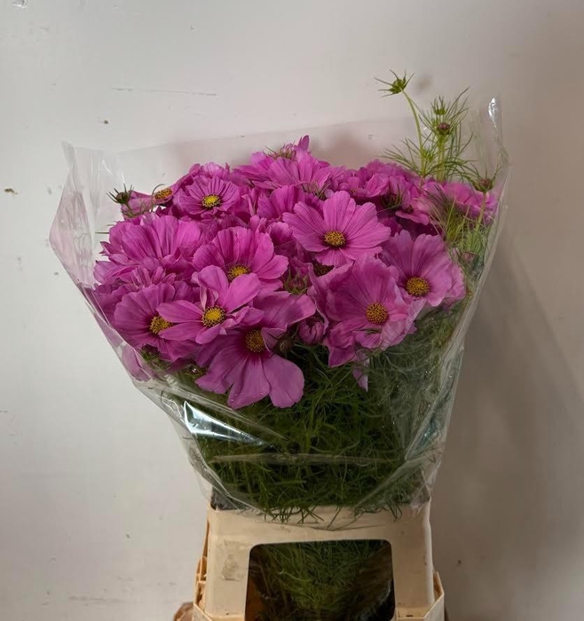 <h4>Cosmos Bipinnatus pink</h4>