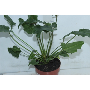 PHILODENDRON XANADU P17