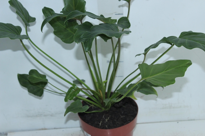 <h4>PHILODENDRON XANADU P17</h4>