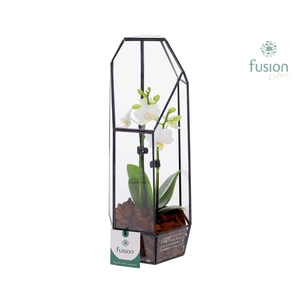 Metalen Lantaarn met Phalaenopsis