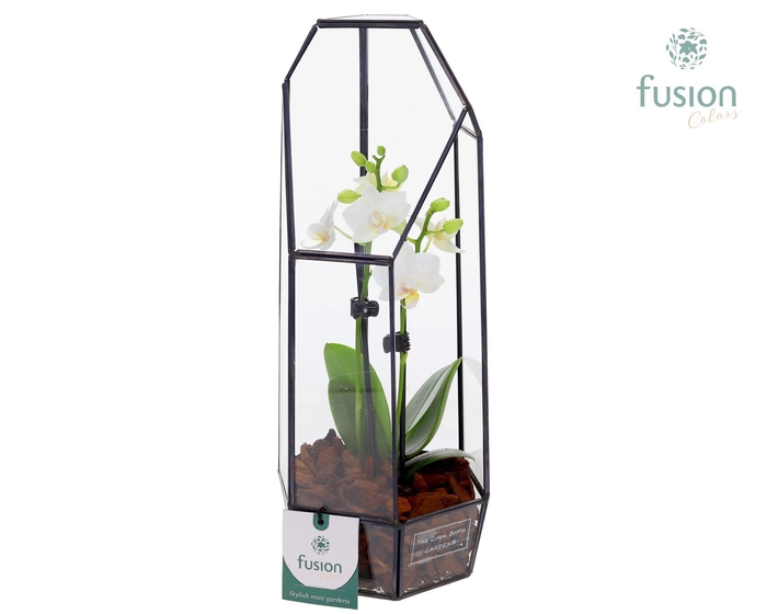 <h4>Metalen Lantaarn met Phalaenopsis</h4>