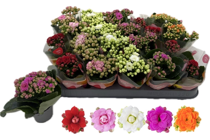 <h4>KAL GE RF GEM 5 KL</h4>