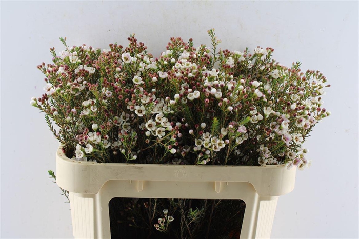 <h4>Chamelaucium Liron White</h4>