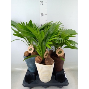 Livistona rotundifolia