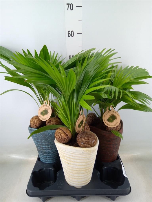 <h4>Livistona rotundifolia</h4>