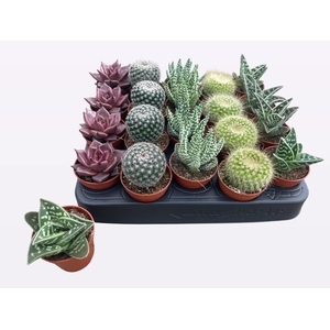 CACTUS + SUCCU GEM