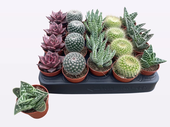 <h4>CACTUS + SUCCU GEM</h4>