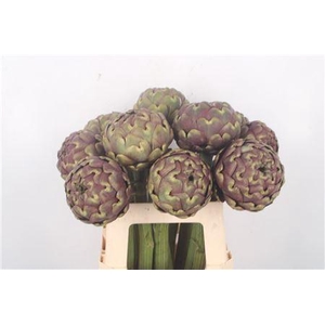 Cynara Sc Purple Romanga