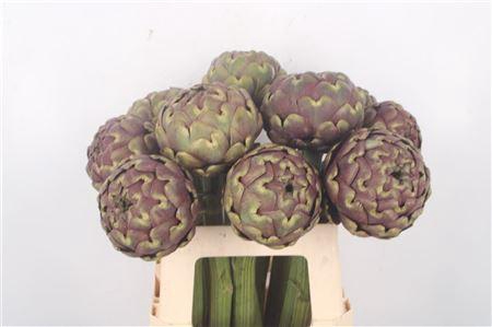<h4>Cynara Sc Purple Romanga</h4>