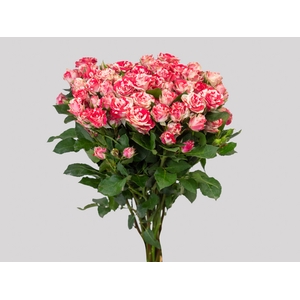 ROSA SPRAY FIREWORKS 030 CM BICOLOR